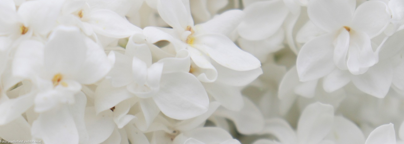 Weiße Blüten