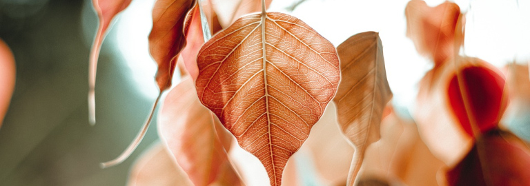 Herbstlaub