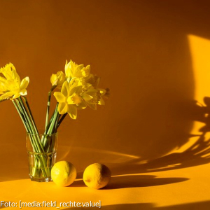 Gelber Hintergrund mit Schattenwurf, ein Wasserglas mit einem Strauß Narzissen und daneben 2 Zitronen