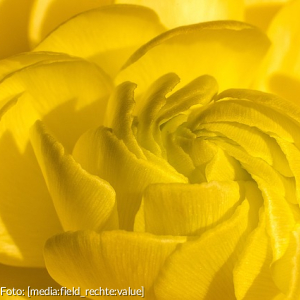 Nahaufnahme einer gelben Blüte