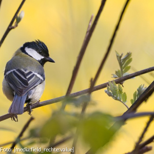 Ein kleiner Vogel auf einem Zweig