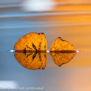 Zwei Herbstblätter treiben auf dem Wasser