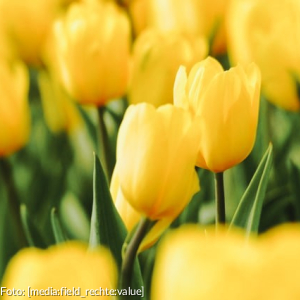 gelbe Tulpen auf einem Tulpenfeld