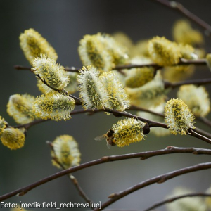 Blühende Eichkätzchen am Strauch